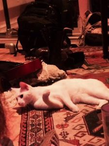 The white cat looks up and wonders why we're all laughing.